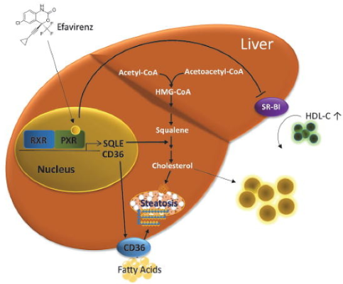 Zhou Liver.png
