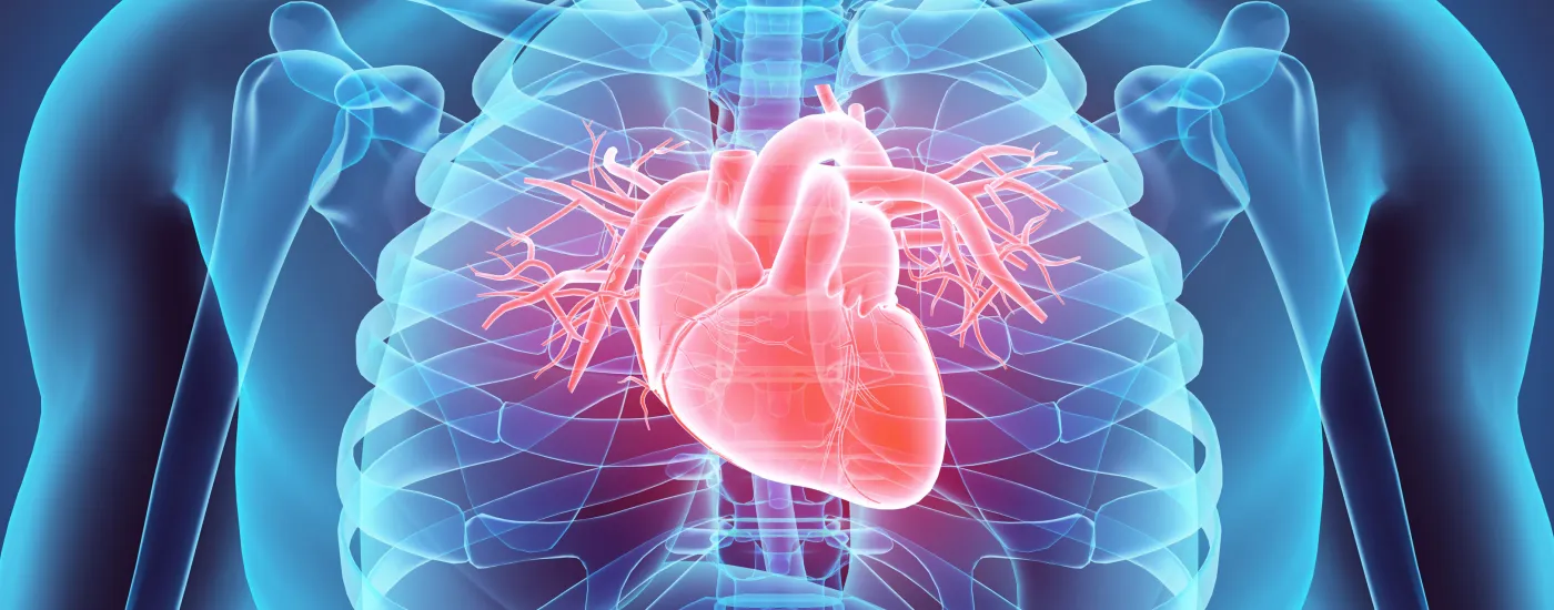 Illustration of the human heart within ribs.