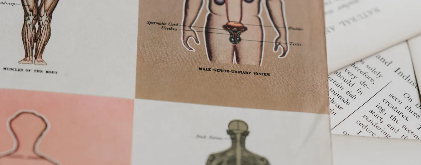 textbook diagram of human body's urologic system